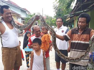 Ular Piton Sempat Gigit Tangan Warga Saat Ditangkap