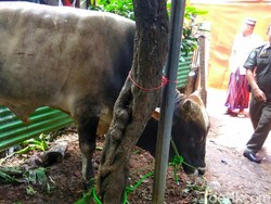 Sandi Beri Sapi 800 Kg ke Warga Kelurahan Galur