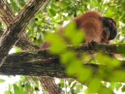 Bikin Geram! Pria Lempar Rokok ke Orangutan