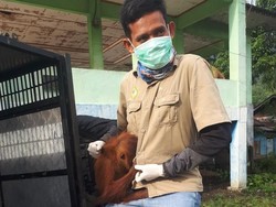 Stres, 1 Orang Utan di Aceh Dievakuasi ke Pusat Rehabilitasi
