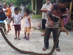 Ular Piton 3,7 Meter Masuk Kandang Ayam Warga di Pekanbaru