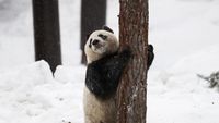 Foto: 2 Panda Menggemaskan Kado China untuk Finlandia