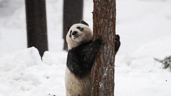 Foto: 2 Panda Menggemaskan Kado China untuk Finlandia