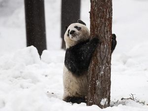 Foto: 2 Panda Menggemaskan Kado China untuk Finlandia