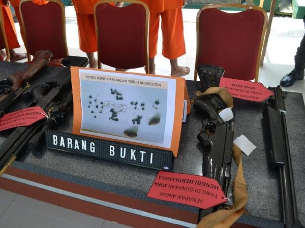 Penampakan Senapan Angin yang Dipakai Bunuh Orang Utan di Kaltim