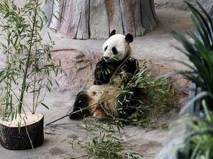 Ternyata Panda Juga Jaim dan Punya Malu Loh