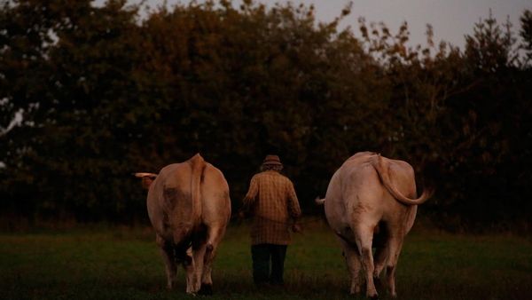Foto: Pertanian Tanpa Teknologi di Prancis