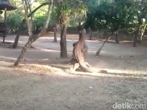Ngeri dan Langka: Turis Lihat Pertarungan Komodo