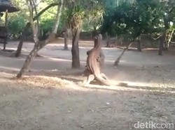 Ngeri dan Langka: Turis Lihat Pertarungan Komodo