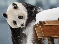 Finlandia yang Tak Mampu Urus Panda Raksasa