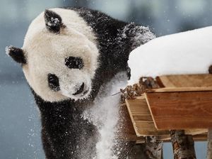 Finlandia yang Tak Mampu Urus Panda Raksasa Finlandia yang Tak Mampu Urus Panda Raksasa