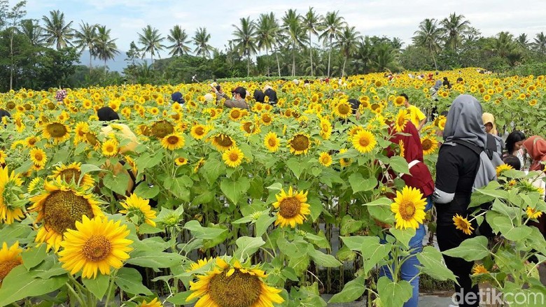 3000 Gambar Bunga Matahari Pemandangan Gratis 3000 Gambar Bunga Matahari Pemandangan Gratis
