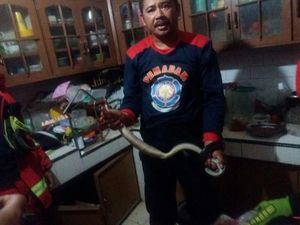 Seekor Ular Kobra Masuk Rumah Gegerkan Warga Cicaheum