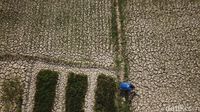 Penampakan 1.400 Hektar Sawah Kering di Aceh