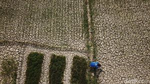Penampakan 1.400 Hektar Sawah Kering di Aceh