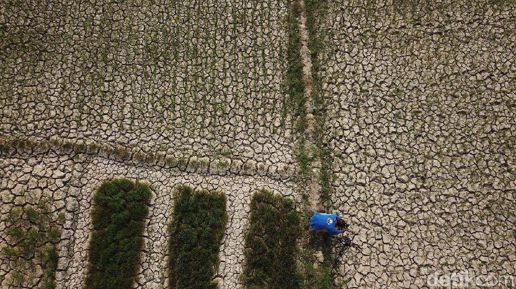 Penampakan 1.400 Hektar Sawah Kering di Aceh Penampakan 1.400 Hektar Sawah Kering di Aceh