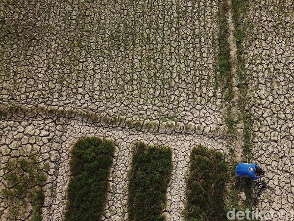 Penampakan 1.400 Hektar Sawah Kering di Aceh