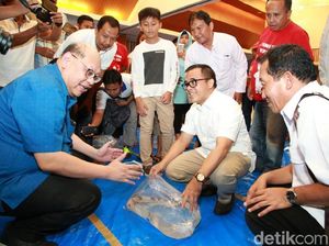 Ratusan Peserta Ikuti Kontes Koi Nasional di Banyuwangi