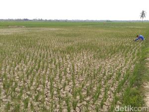 6 Ribu Hektare Sawah di Aceh Kekeringan, Petani Terancam Gagal Panen