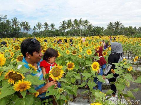 Spot Selfie Taman Bunga Matahari Ini Ada di Magelang