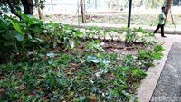 Taman Rusak dan Sampah Bertebaran di GBK yang Bikin Miris