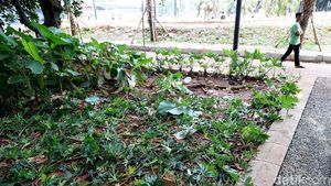 Taman Rusak dan Sampah Bertebaran di GBK yang Bikin Miris