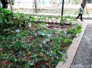 Taman Rusak dan Sampah Bertebaran di GBK yang Bikin Miris