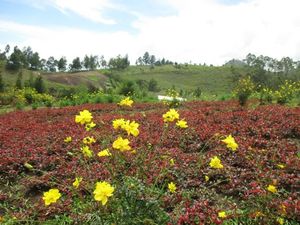 Akhir Pekan, Yuk Lepas Penat di Taman Bunga Sapo Juma