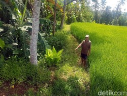 Ini Lokasi Ditemukannya Bocah yang Dibiarkan Telantar di Sukabumi