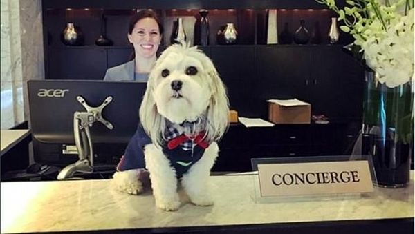 Foto: Anjing Penyambut Tamu Hotel yang Imut Banget