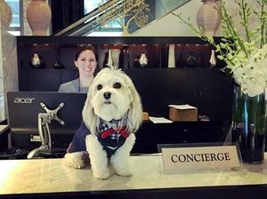 Foto: Anjing Penyambut Tamu Hotel yang Imut Banget Foto: Anjing Penyambut Tamu Hotel yang Imut Banget