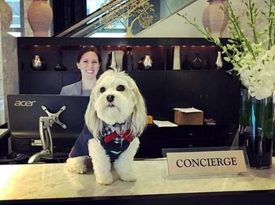 Foto: Anjing Penyambut Tamu Hotel yang Imut Banget