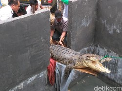 Diduga Stres, Buaya yang Ditemukan di Gorontalo Tak Mau Makan