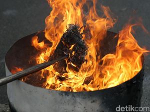 Polres Jakut Musnahkan 42 Kg Ganja