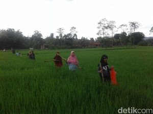 Unik! Di Ponorogo Basmi Hama Tikus Dapat Uang Lho Unik! Di Ponorogo Basmi Hama Tikus Dapat Uang Lho