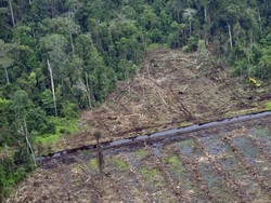 Ilmuwan Indonesia dan Jerman Ciptakan Terobosan Pemetaan Gambut