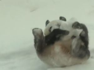 Gemasnya Aksi Giant Panda Bermain Salju di Finlandia