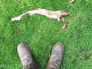 Kagetnya Pria Ini Temukan Hiu Jatuh Misterius ke Rumahnya