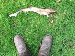 Kagetnya Pria Ini Temukan Hiu Jatuh Misterius ke Rumahnya