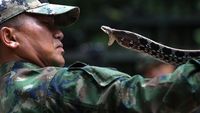 Potret Latihan Ekstrem Militer AS-Thailand Taklukkan Ular Kobra