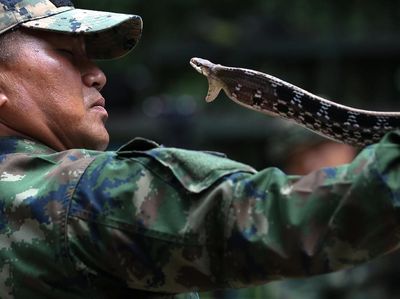 Potret Latihan Ekstrem Militer AS-Thailand Taklukkan Ular Kobra