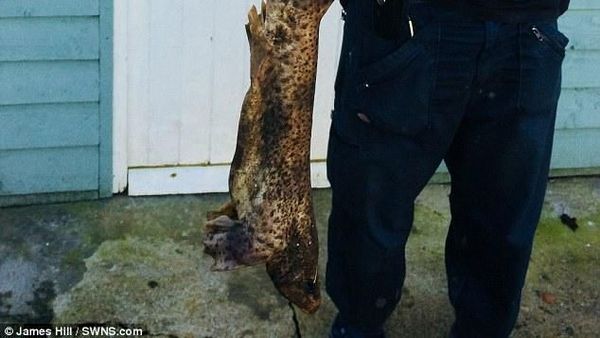 Penampakan Hiu yang Jatuh Misterius di Kebun Rumah di Inggris