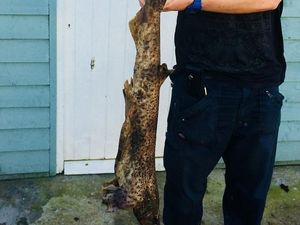 Penampakan Hiu yang Jatuh Misterius di Kebun Rumah di Inggris