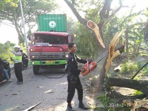 Tabrak Pohon Trembesi, Kontainer Truk Trailer Nyangkut