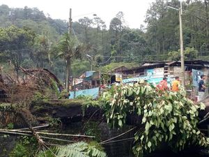 Diterjang Angin Kencang, Pohon Besar di Pacet Tumbang