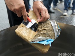 26 Kg Ganja Jaringan Malaysia Dimusnahkan BNNP Sumut
