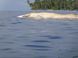 Paus Ditemukan Mati Membusuk di Aceh Singkil