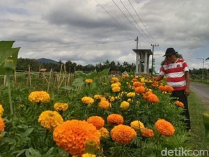 Petani di Jember Usir Hama dengan Tanam Bunga Petani di Jember Usir Hama dengan Tanam Bunga