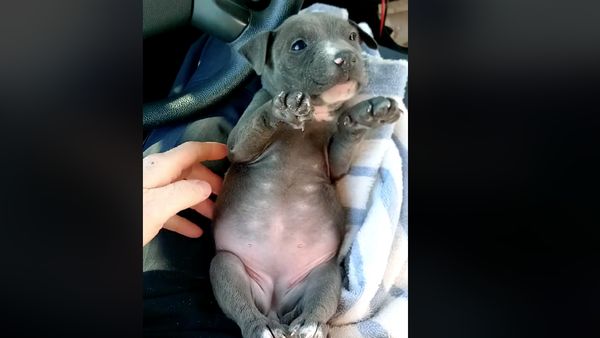 Foto: Momen Penyelamatan Anjing Menggigil di Bawah Jembatan