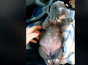 Foto: Momen Penyelamatan Anjing Menggigil di Bawah Jembatan